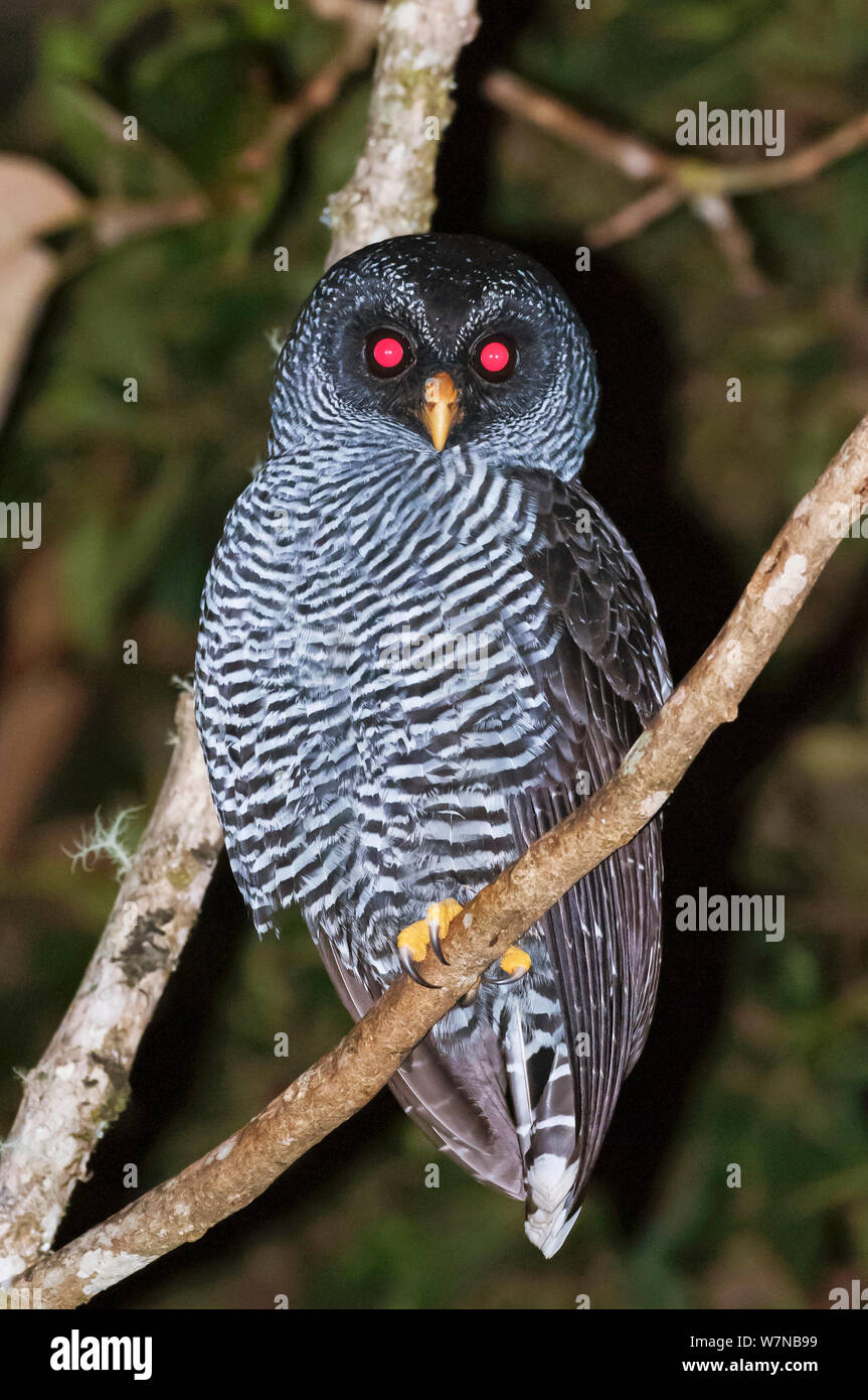 Black and white owl (Strix nigrolineata) eyes red from camera flash, San Isidro, Eastern Slope Tropical Andes, Andean Cloud Forest, East slope, Ecuador Stock Photo