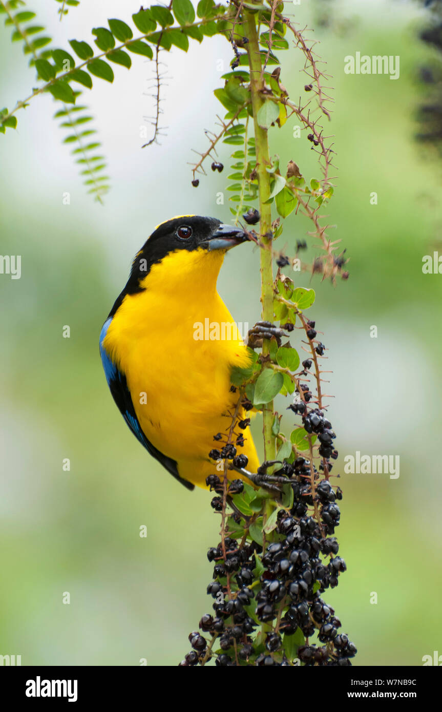 Anisognathus flavinucha hires stock photography and images Alamy