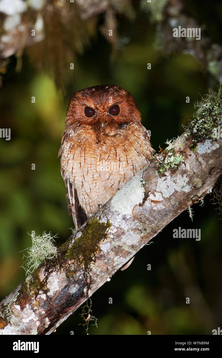 Cinnamon screech owl (Megascops petersoni) Bellavista cloud forest private reserve, 1700m altitude, Tandayapa Valley, Andean cloud forest, West slope, Tropical Andes, Ecuador Stock Photo