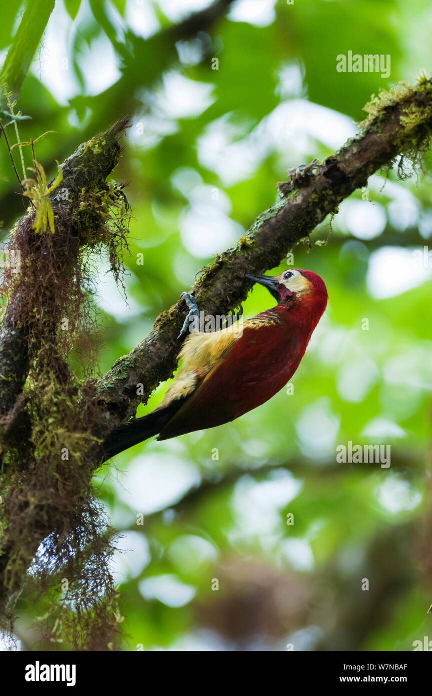 Crimson-mantled woodpecker (Colaptes rivolii) feeding on insects on branch, Bellavista cloud forest private reserve, 1700m altitude, Tandayapa Valley, Andean cloud forest, Ecuador Stock Photo