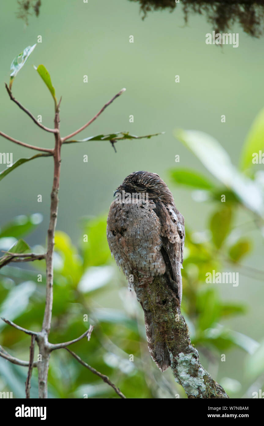 Common potoo (Nyctibius griseus) at rest, Andean cloud forest, Mindo Valley, Ecuador Stock Photo