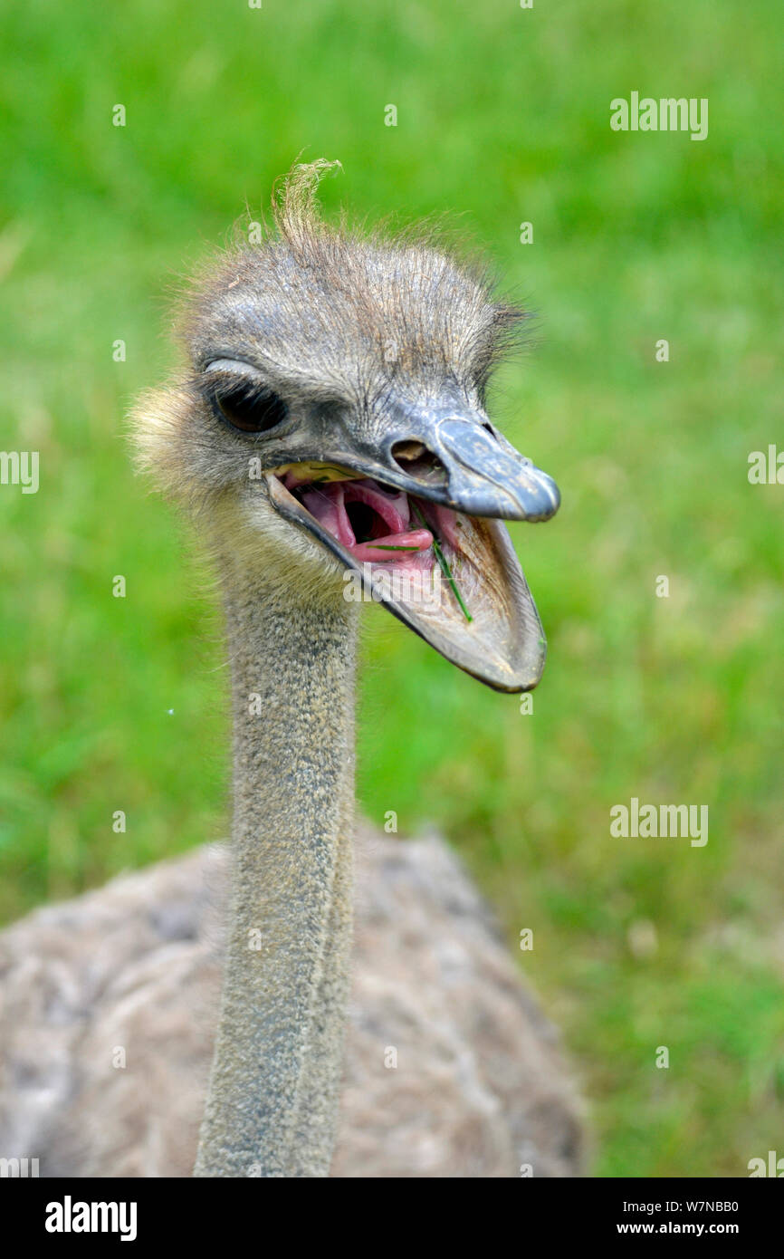 Ostrich with an open mouth at Cotswold Wildilfe Park, Burford, England, UK Stock Photo