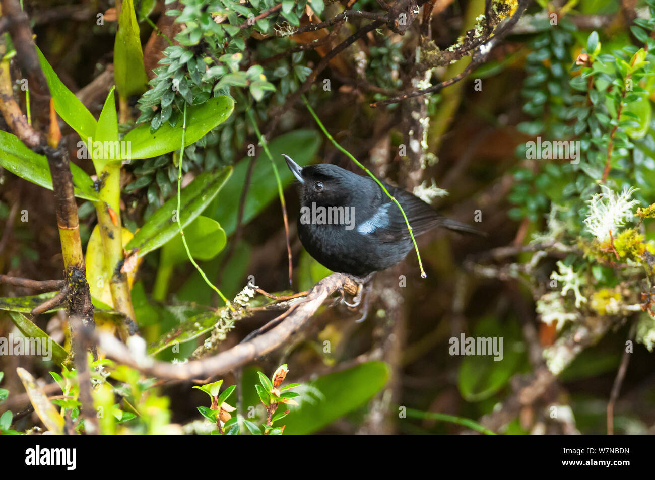 Robs nectar hi-res stock photography and images - Alamy