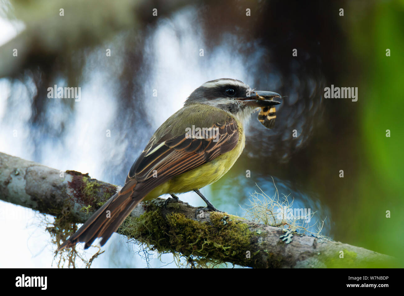 Golden crowned flycatcher (Myiodynastes chrysocephalus) with insect prey in beak, Bellavista cloud forest private reserve, 1700m altitude, Tandayapa Valley, Andean cloud forest, Ecuador Stock Photo