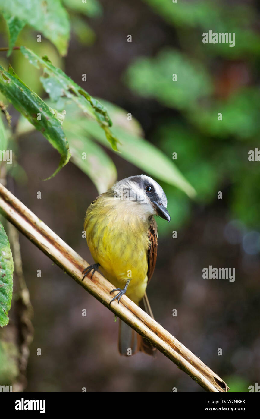 Golden crowned flycatcher (Myiodynastes chrysocephalus) Bellavista cloud forest private reserve, 1700m altitude, Tandayapa Valley, Andean cloud forest, Ecuador Stock Photo