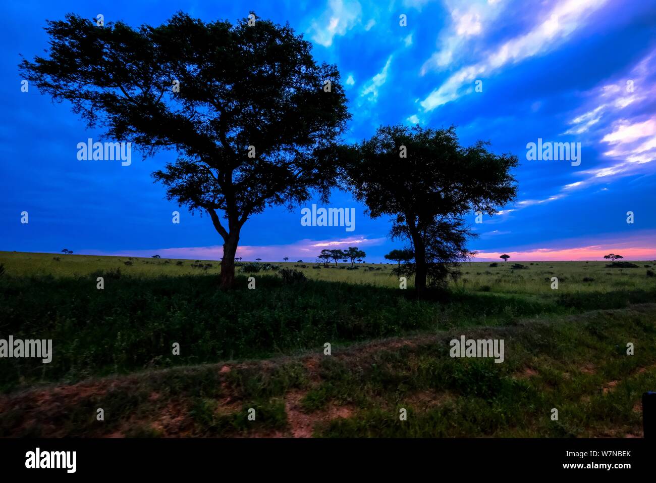 Close shot of two trees in a grassy field under a cloudy blue sky Stock ...