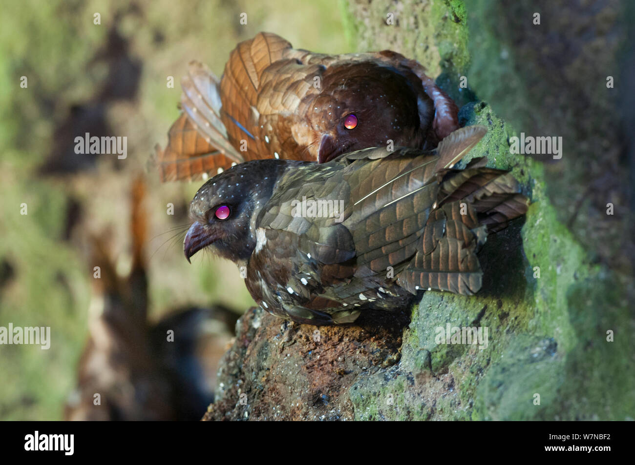 Oilbird (Steatornis caripensis) nocturnal birds roosting and nesting in along walls of deep, narrow gorge in farmland, Tandayapa Valley, 1500m altitude, Ecuador Stock Photo