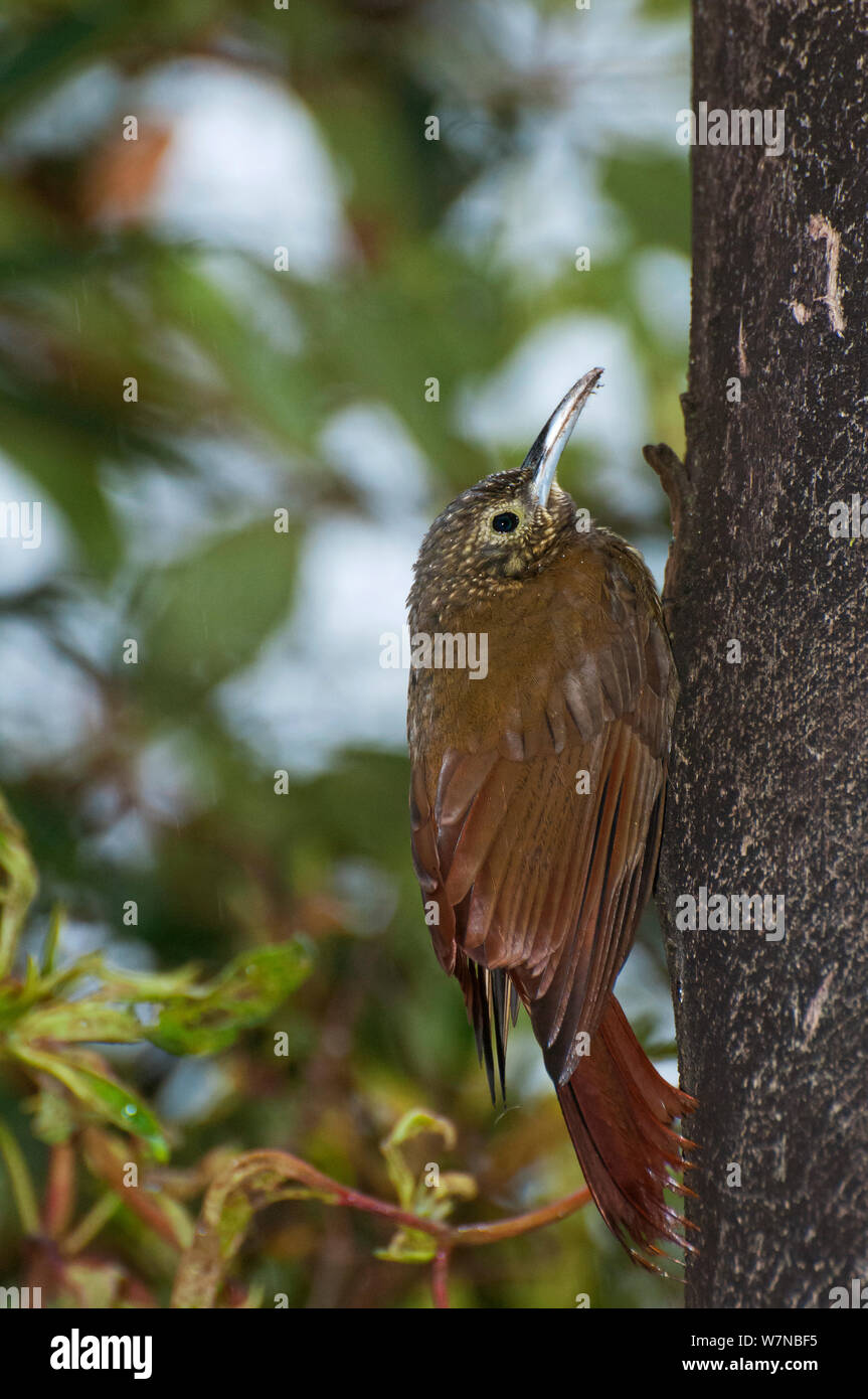 Long tailed woodcreeper (Deconychura longicauda) on tree trunk, San Isidro, Eastern Slope Tropical Andes, Andean Cloud Forest, East slope, Ecuador Stock Photo