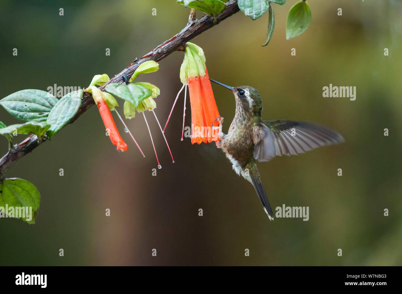 Speckled hummingbird (Adelomyia melanogenys) feeding at flowers, Bellavista cloud forest private reserve, 1700m altitude, Tandayapa Valley, Andean cloud forest, Ecuador Stock Photo