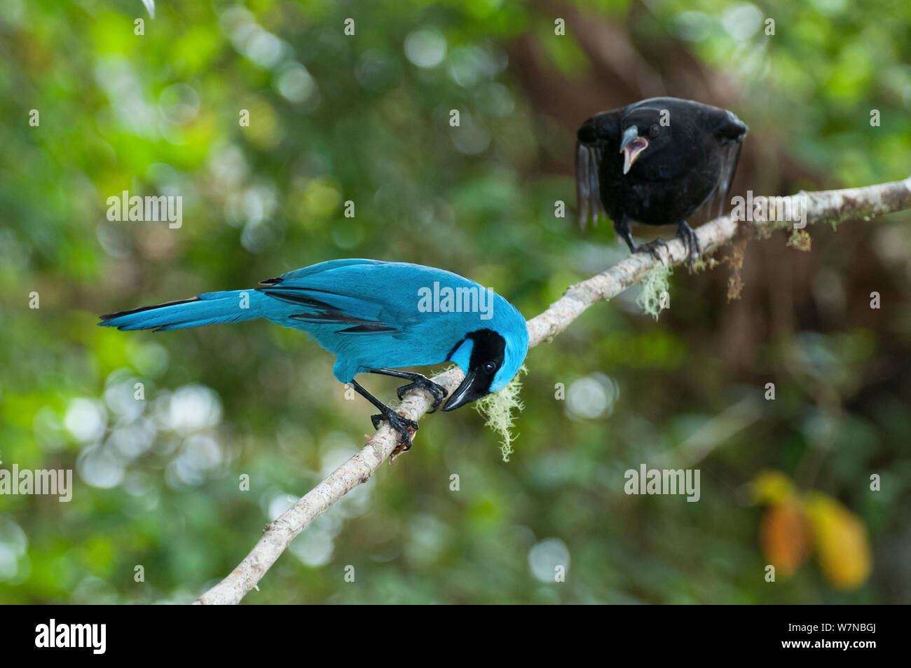 Turquoise jay (Cyanolyca turcosa) raising parasitic Giant cowbird chick