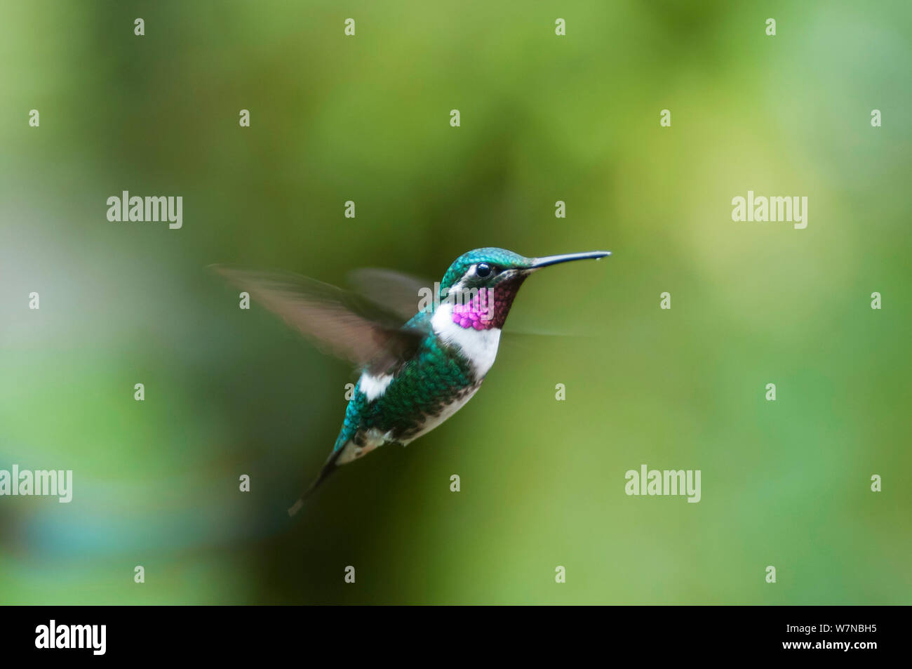 White bellied woodstar (Chaetocercus mulsant) in flight, Guango private reserve, Papallacta Valley, Andean Cloud Forest, East slope, Ecuador Stock Photo