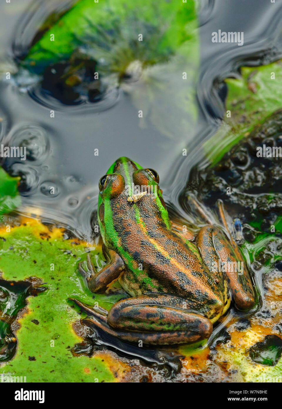 Dahl's Aquatic frog (Litoria dahli) in water, Bamarru Plains, North West Territories, Australia Stock Photo