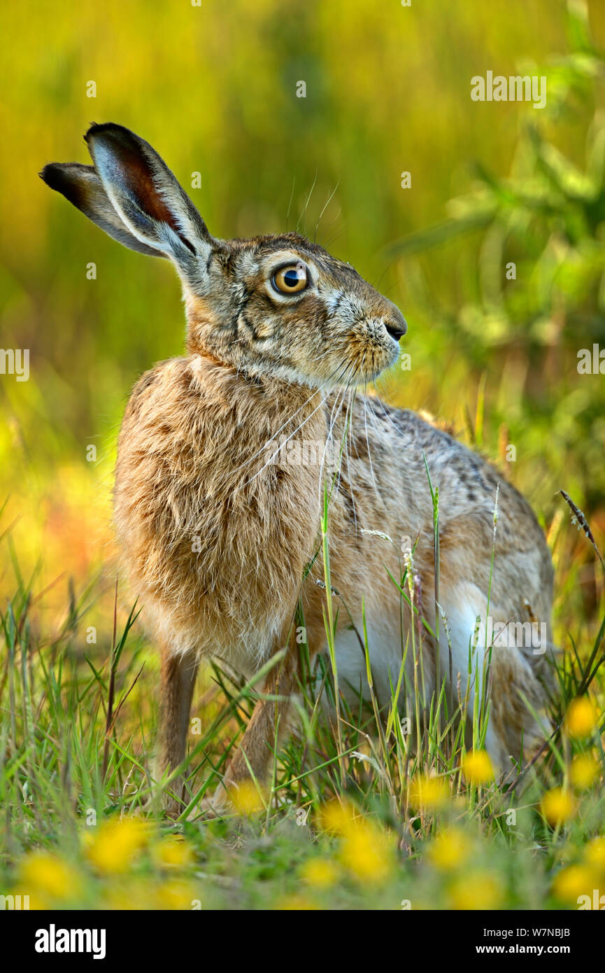 Uk hare spring hare uk spring hires stock photography and images Alamy