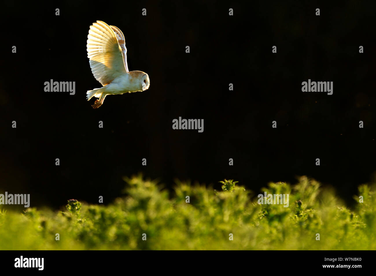 Barn owl (Tyto alba) hunting, UK, June Stock Photo