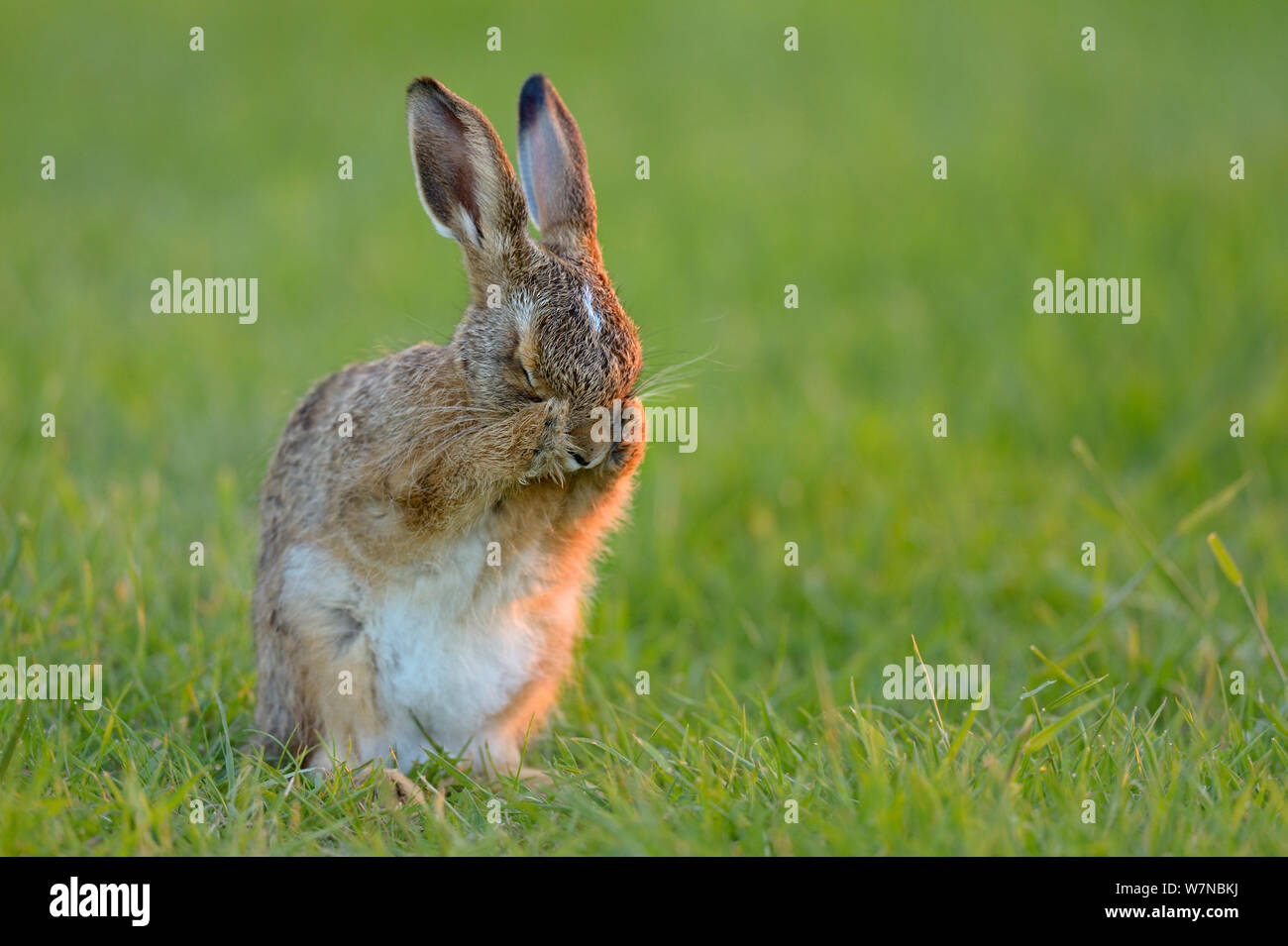 European hare (Lepus europaeus) leveret cleaning, UK, June Stock Photo