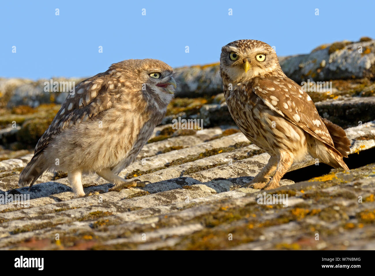 owlet adult