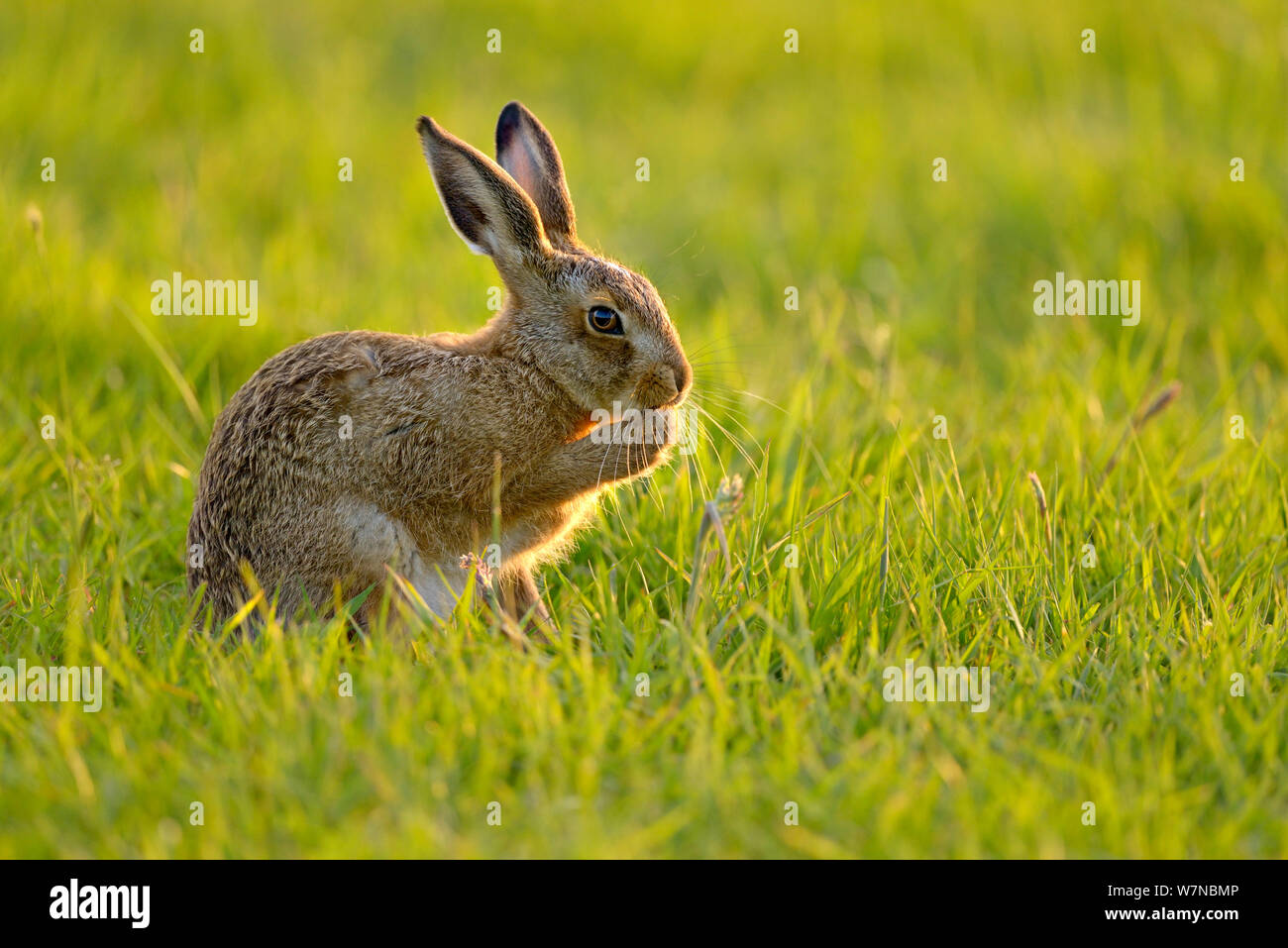 European hare  (Lepus europaeus) leveret cleaning, UK, June Stock Photo