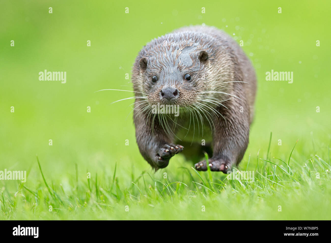 European otter (Lutra lutra) running, UK, taken in controlled conditions July Stock Photo