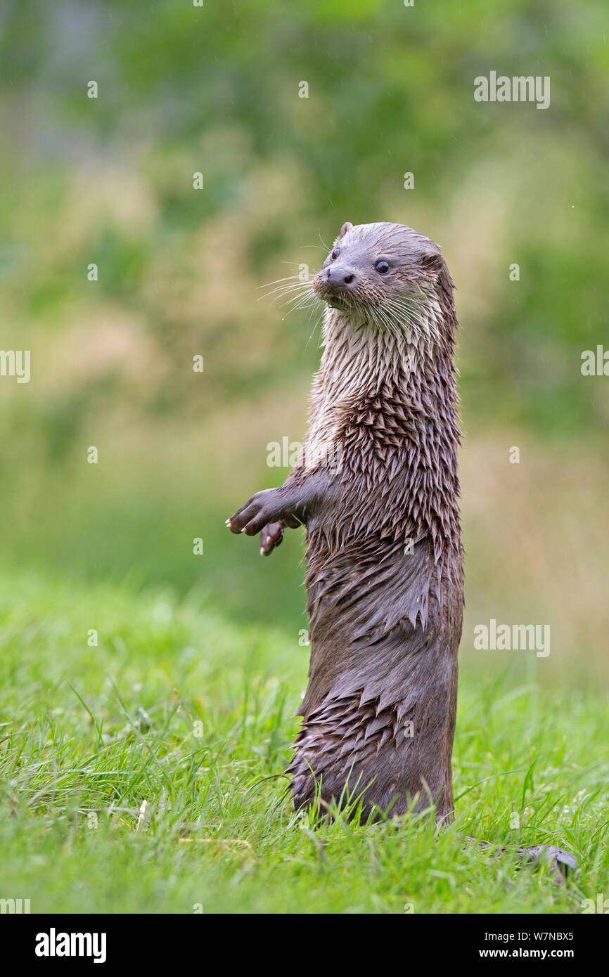 European otter (Lutra lutra) standing up alert, UK, taken in controlled conditions July Stock Photo