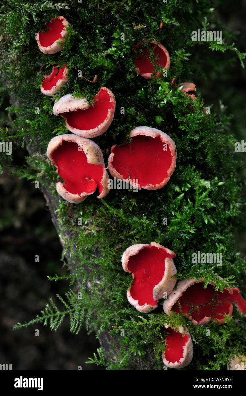 Scarlet Elf Cup Fungus (Sarcoscypha coccinea). Dorset, UK, March. Stock Photo