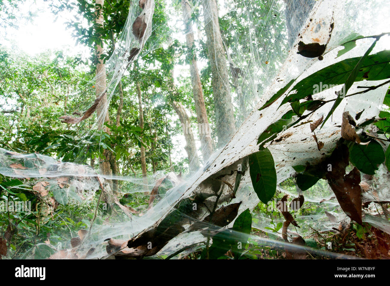 Funnel Web Spider (Agelena consociata) nest colony and associated web traps. Bai Hokou, Dzanga-Ndoki National Park, Central African Republic. Stock Photo