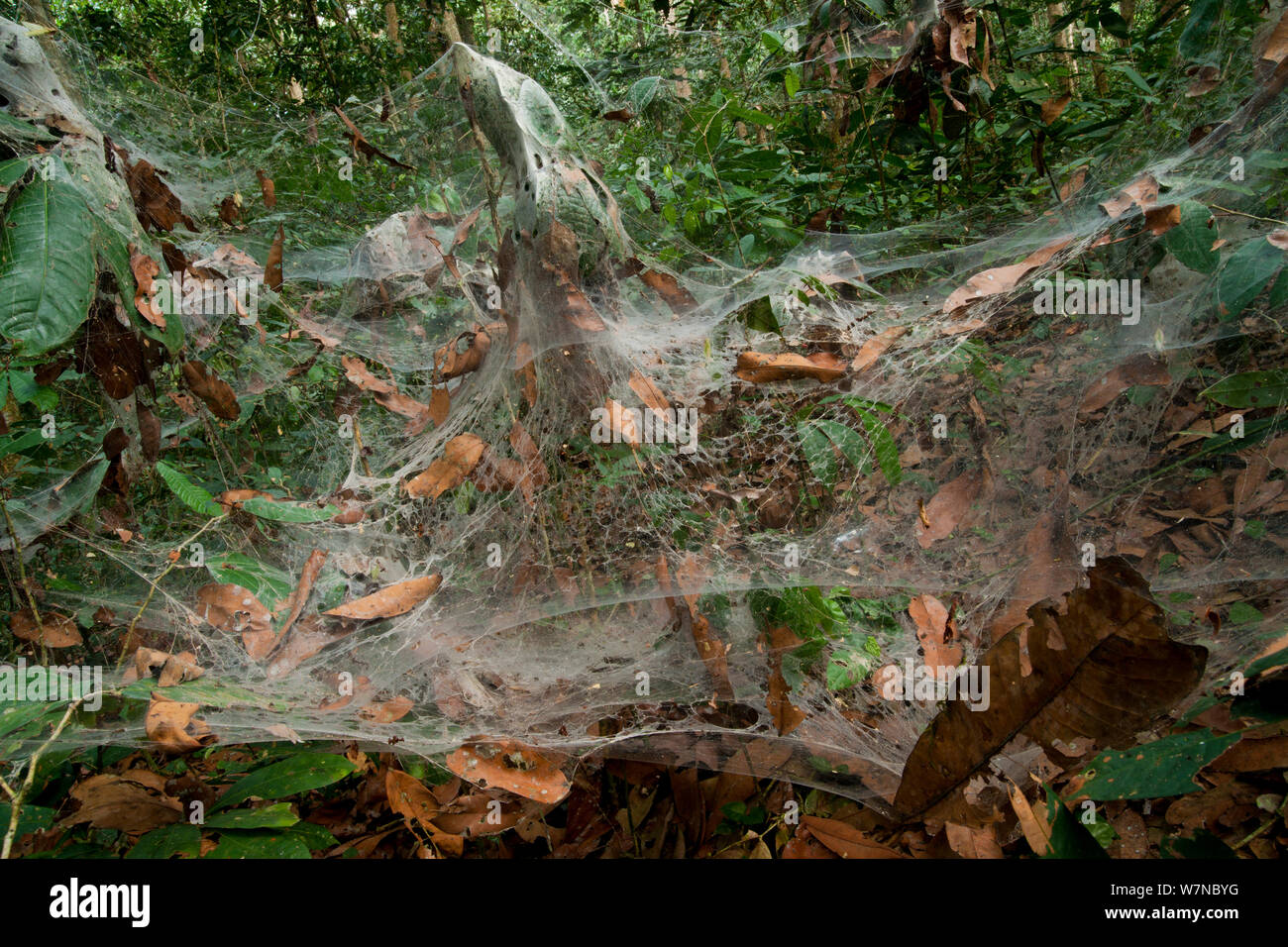 Funnel Web Spider (Agelena consociata) nest colony and associated web traps. Bai Hokou, Dzanga-Ndoki National Park, Central African Republic. Stock Photo