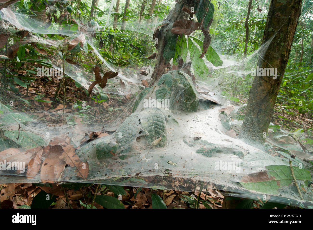 Funnel Web Spider (Agelena consociata) nest colony and associated web traps -  an example of arachnid semi-social behaviour where colonies co-operate to spin large forest webs Bai Hokou, Dzanga-Ndoki National Park, Central African Republic. Stock Photo
