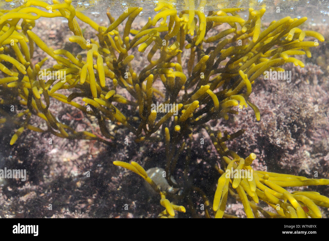 Brown seaweed (Bifurcaria bifurcata), an alga that has shown some anti-cancer properties, growing in a rockpool low on the shore alongside Coralweed (Corallina officinalis), Wembury, Devon, UK, August. Stock Photo