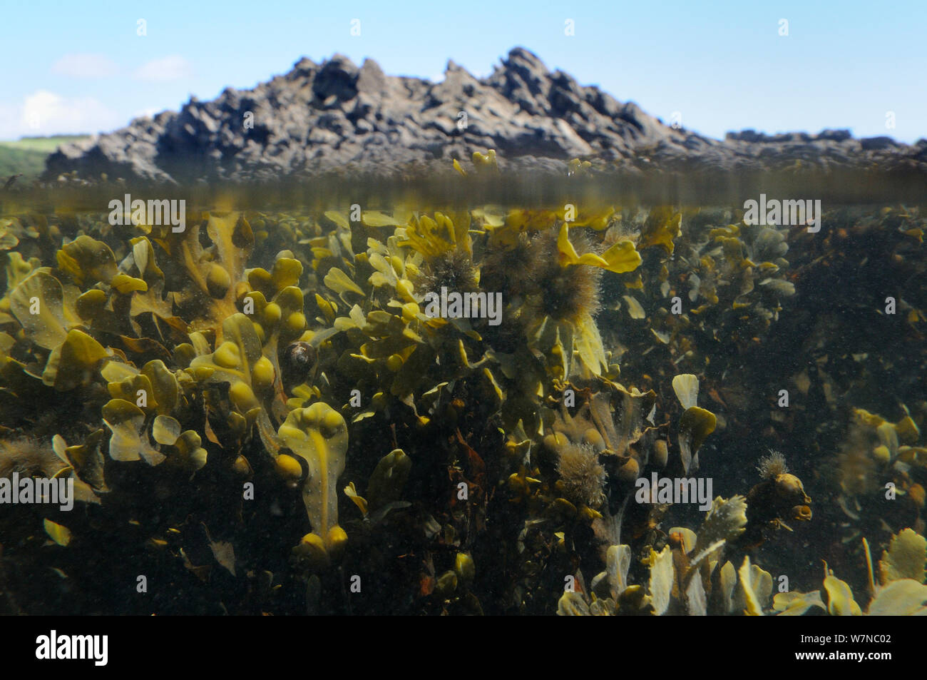 Split level view of Bladder wrack (Fucus vesiculosus) clumps buoyed up underwater by air bladders at mid tide with tufts of epiphytic filamentous brown alga (Elachista fucicola) growing on its fronds, near Falmouth, Cornwall, UK, August. Stock Photo