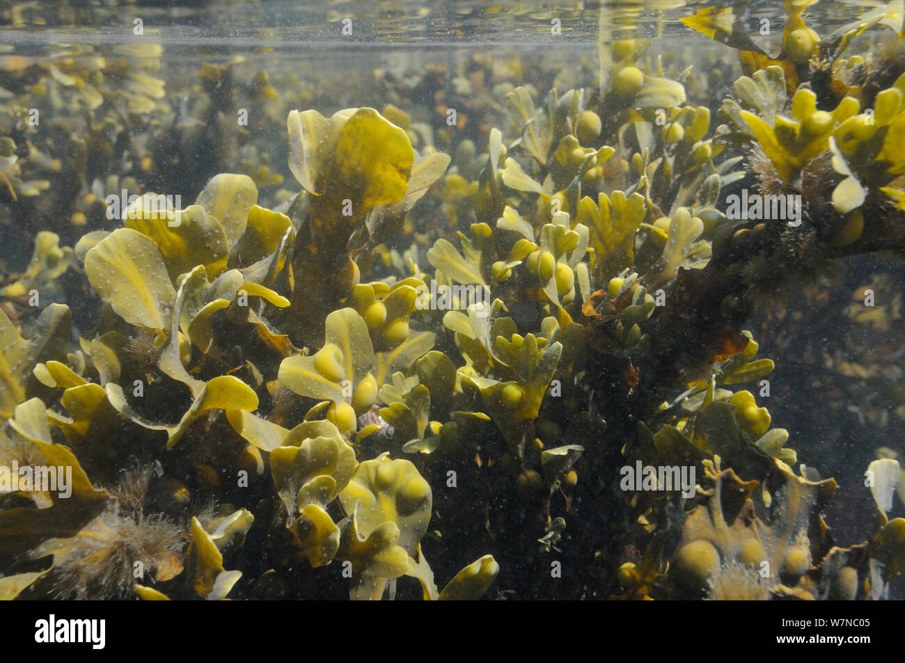 Bladder wrack (Fucus vesiculosus) clumps buoyed up underwater by air bladders at mid tide, near Falmouth, Cornwall, UK, August. Stock Photo