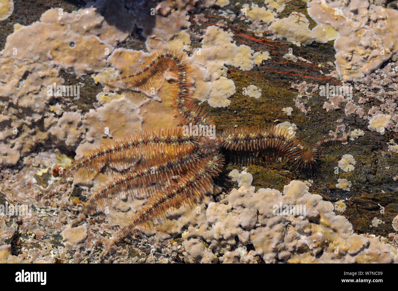 Common brittle star (Ophiothrix fragilis) moving over floor of rockpool encrusted with red algae (Lithomnanion sp.), near Falmouth, Cornwall, UK, August. Stock Photo