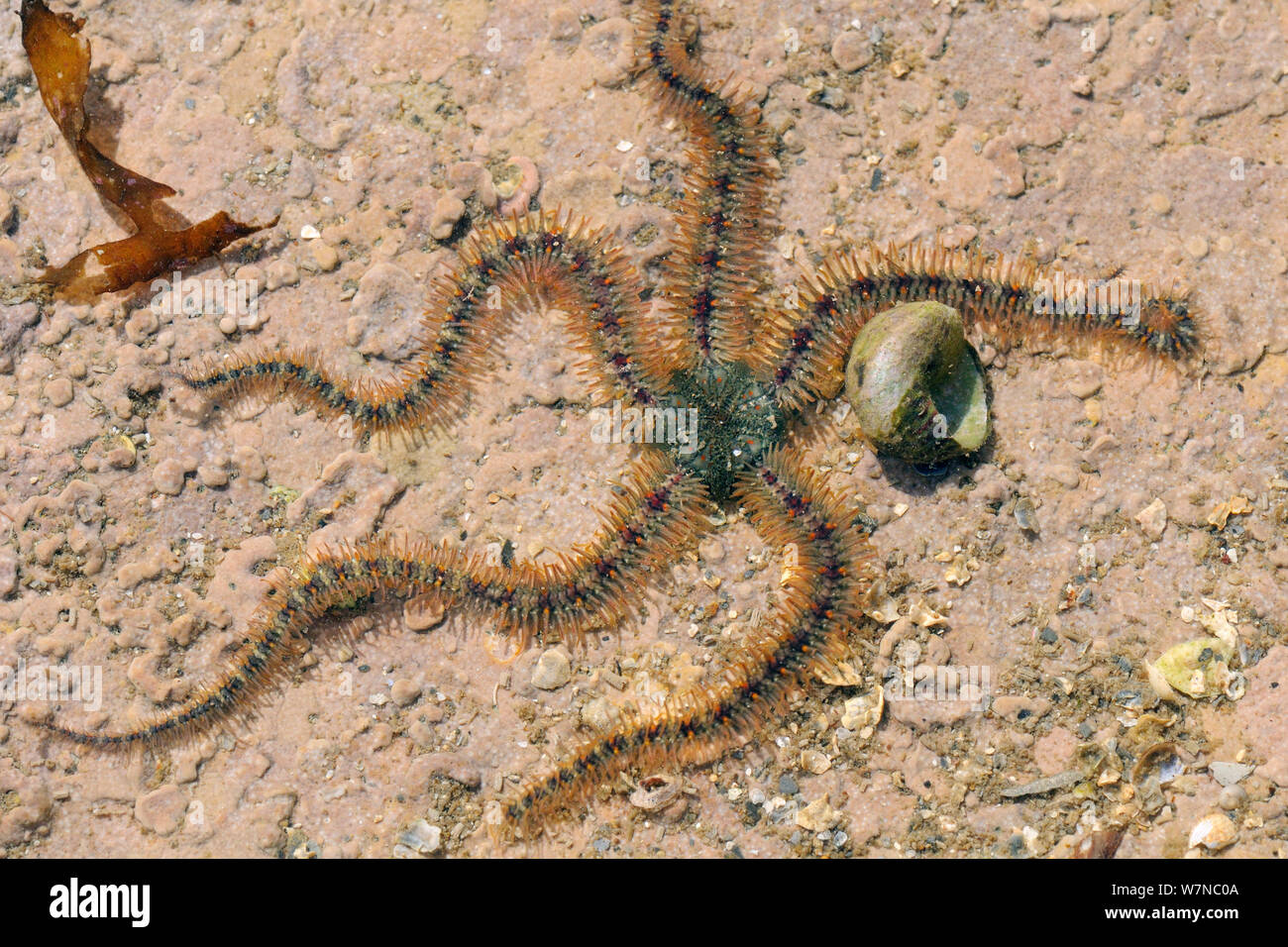 Ophiothrix hires stock photography and images Alamy