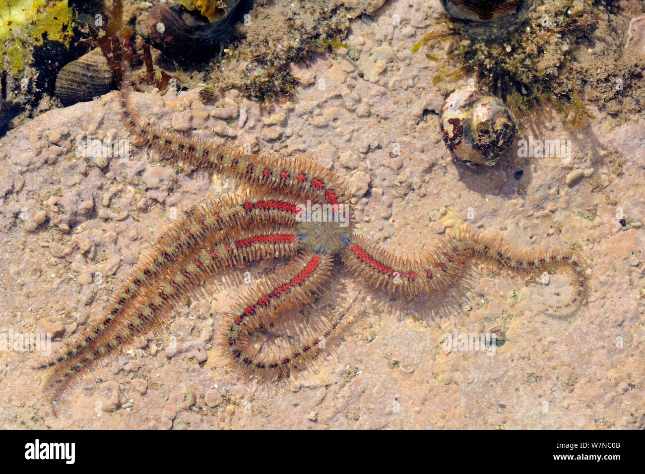 Common brittle star (Ophiothrix fragilis) moving over floor of rockpool encrusted with red algae past Common periwinkles (Littorina littorea) and Flat / Purple Top shell (Gibbula umbilicalis) low on a rocky shore, near Falmouth, Cornwall, UK, August. Stock Photo