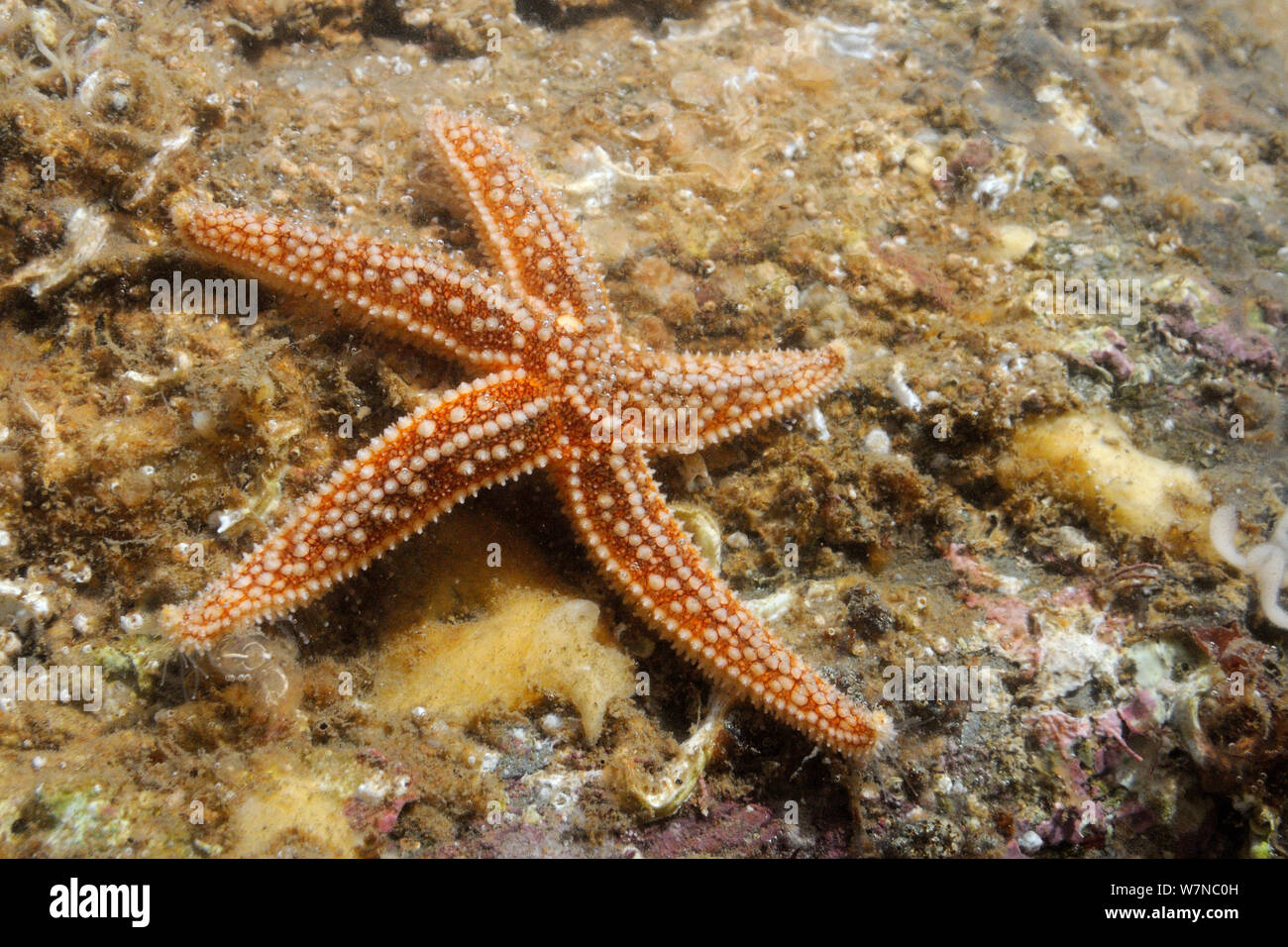 Common Starfish (Asterias rubens) moving over a boulder encrusted with sponges, serpulid worms and sea squirts in a rockpool low on the shore, Helford River, Cornwall, UK, August. Stock Photo