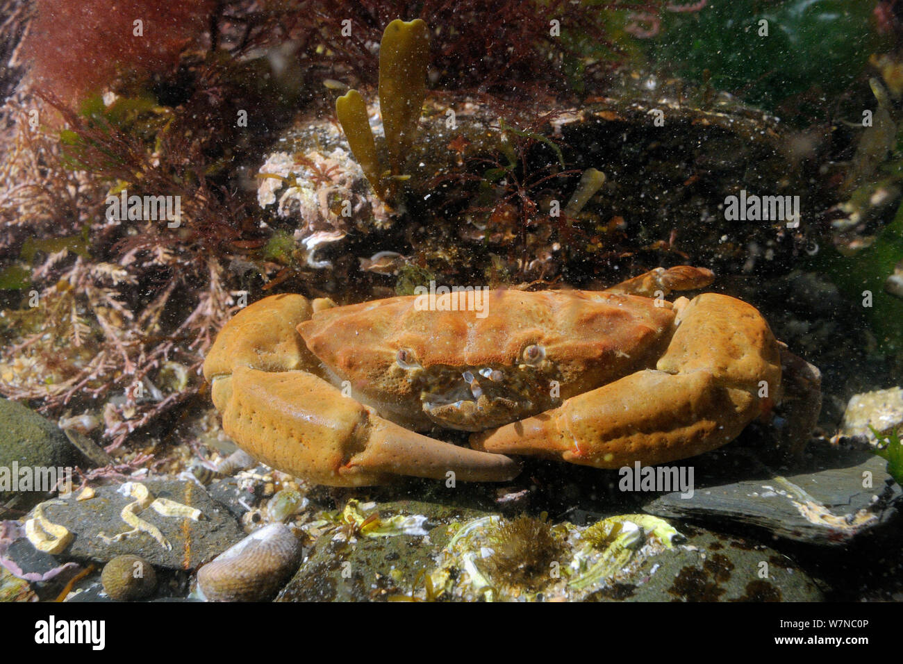Montagu's / Furrowed crab (Lophozozymus incisus / Xantho hydrophilus) in rockpool, near Falmouth, Cornwall, UK, August. Stock Photo