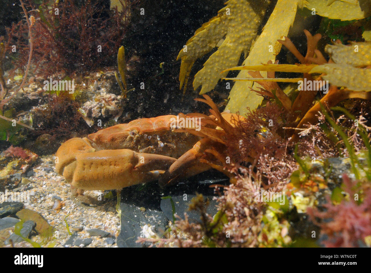 Montagu's / Furrowed crab (Lophozozymus incisus / Xantho hydrophilus) in rockpool, near Falmouth, Cornwall, UK, August. Stock Photo