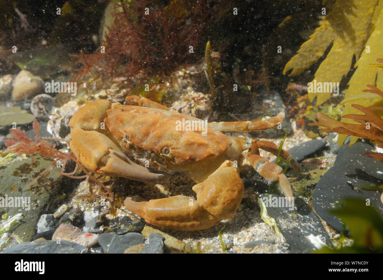 Montagu's / Furrowed crab (Lophozozymus incisus / Xantho hydrophilus) in rockpool, near Falmouth, Cornwall, UK, August. Stock Photo