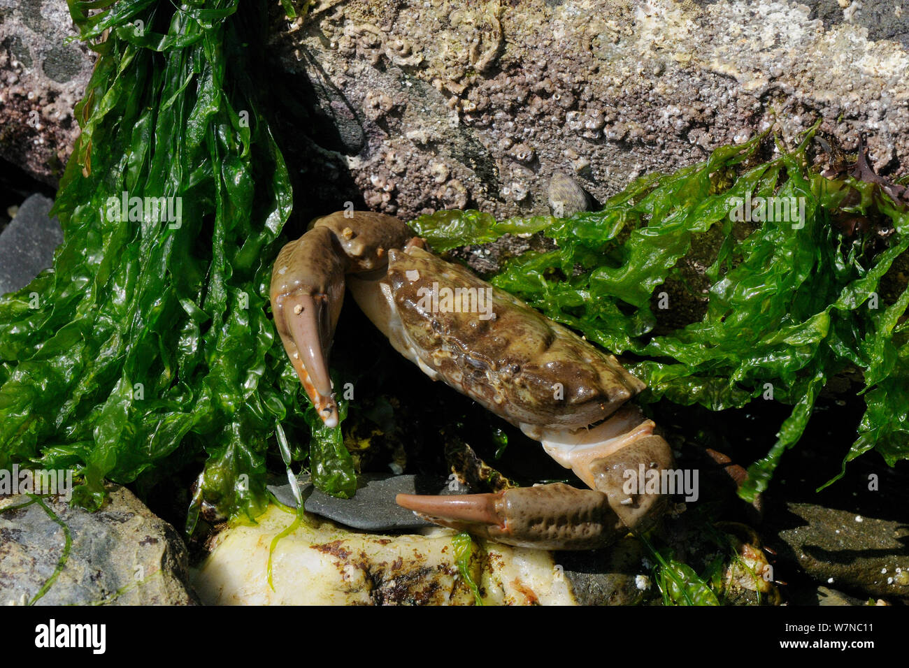 Montagu's / Furrowed crab (Lophozozymus incisus / Xantho hydrophilus) by green algae, near Falmouth, Cornwall, UK, August. Stock Photo