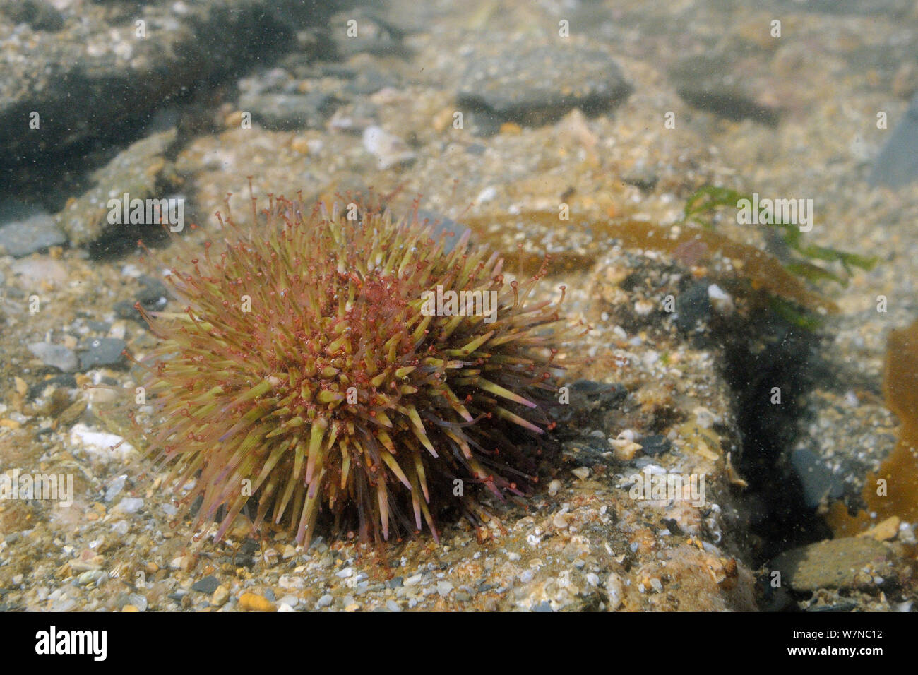 Green / Purple-tipped sea urchin (Psammechinus miliaris) in a rockpool low on the shore, near Falmouth, Cornwall, UK, August. Stock Photo