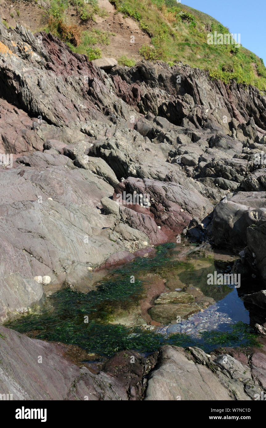 Rockpool high on a rocky shore fringed with Gutweed (Ulva intestinalis / Enteromorpha intestinalis), with grassy cliffs rising behind it, Wembury, Devon, UK, August. Stock Photo