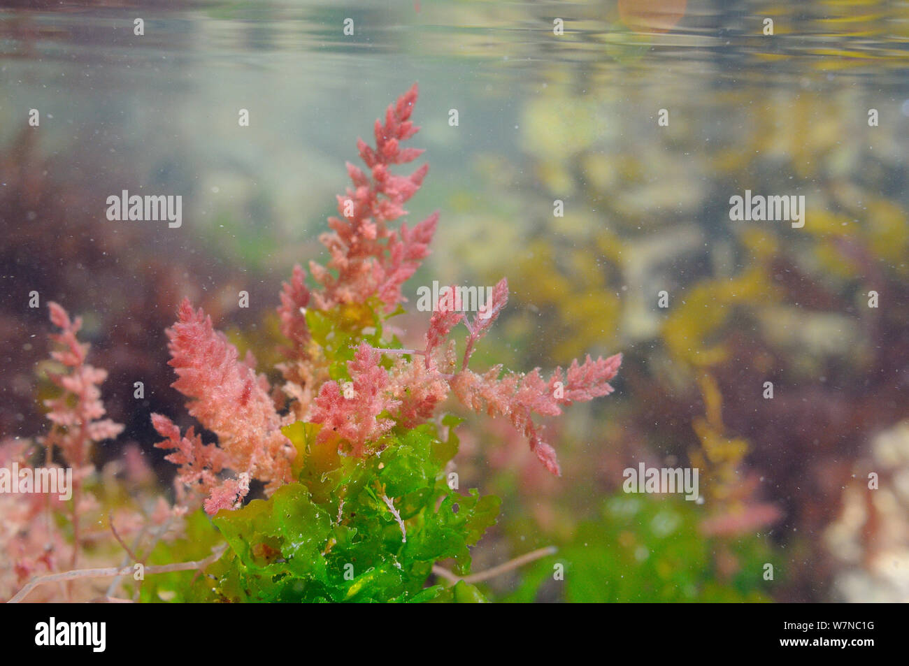 Gametophyte of Harpoon weed (Asparagopsis armata), an invasive red alga attached with barbed branchlets to Sea lettuce (Ulva lactuca) in a rockpool low on the shore, near Falmouth, Cornwall, UK, August. Stock Photo