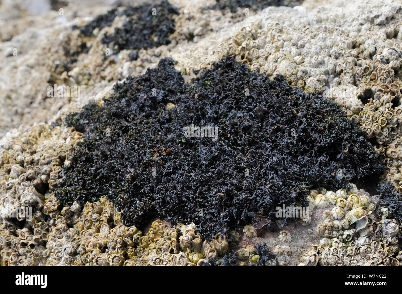 Black lichen (Lichina pygmaea) growing on rocks alongside Montagu's stellate barnacles (Chthamalaus montagui) high on the shore, Wembury, Devon, UK, August. Stock Photo