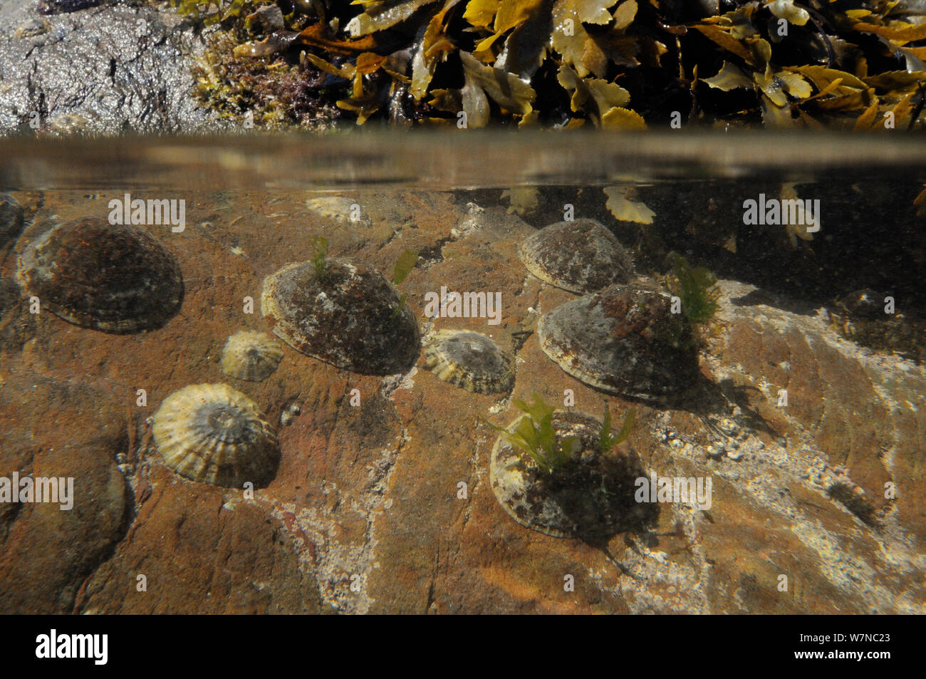 Split level view of a group of Common limpets (Patella vulgata) on the move on intertidal rocks about to be exposed by a falling tide, alongside a clump of Toothed wrack (Fucus serratus), near Falmouth, Cornwall, UK, August. Stock Photo