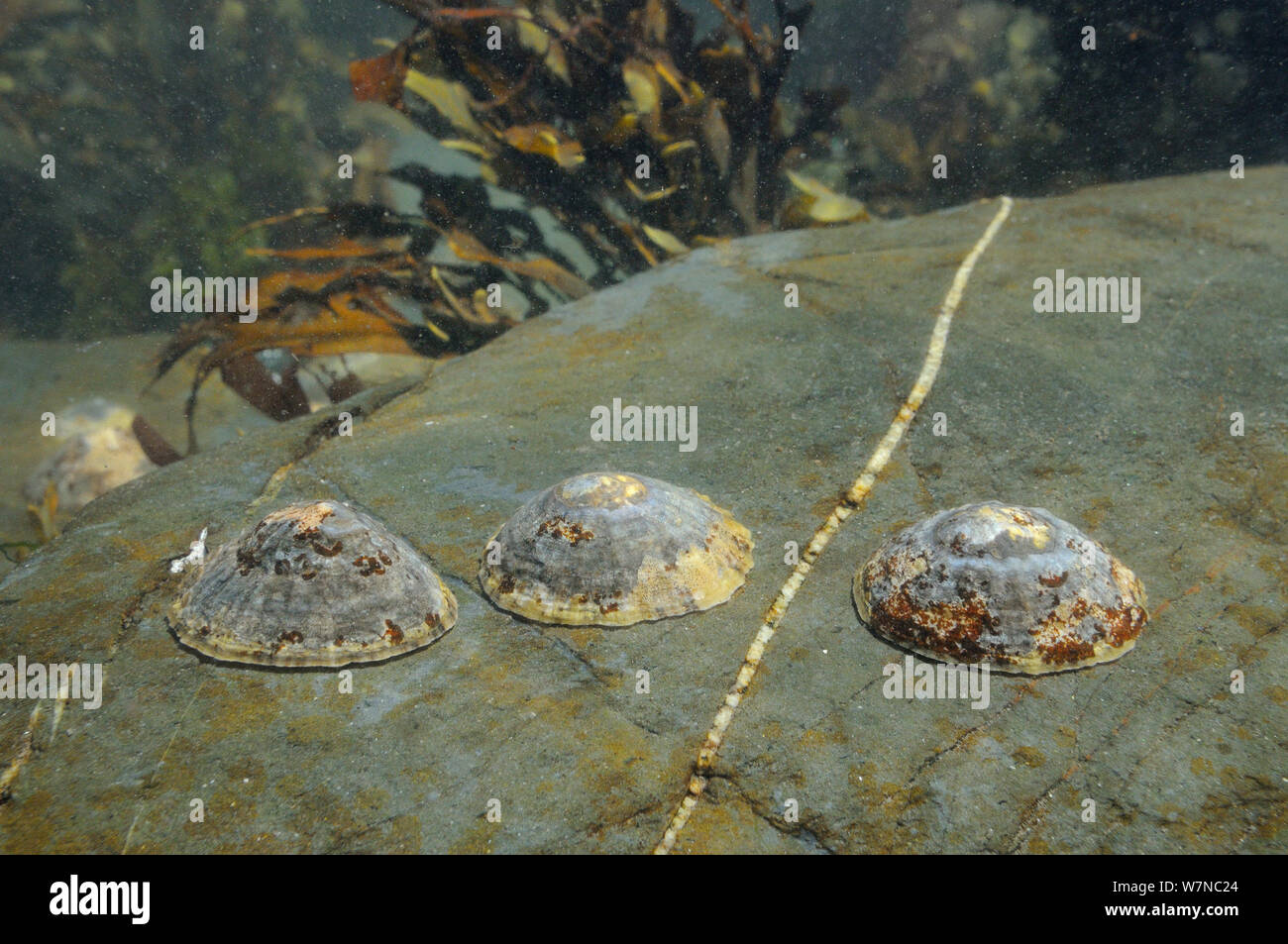 Three Common limpets (Patella vulgata) on the move on intertidal rock submerged at mid tide, Falmouth, Cornwall, UK, August. Stock Photo