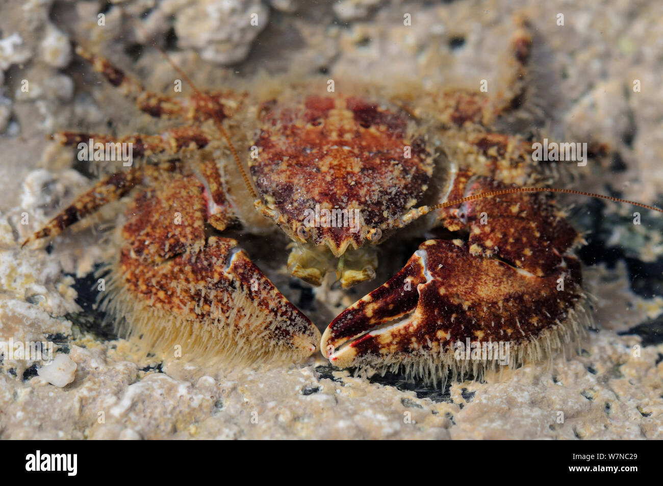 Broad-clawed porcelain crab (Porcellana platycheles) among encrusting red algae (Lithothamnion sp.) in a rockpool, near Falmouth, Cornwall, UK, August. Stock Photo