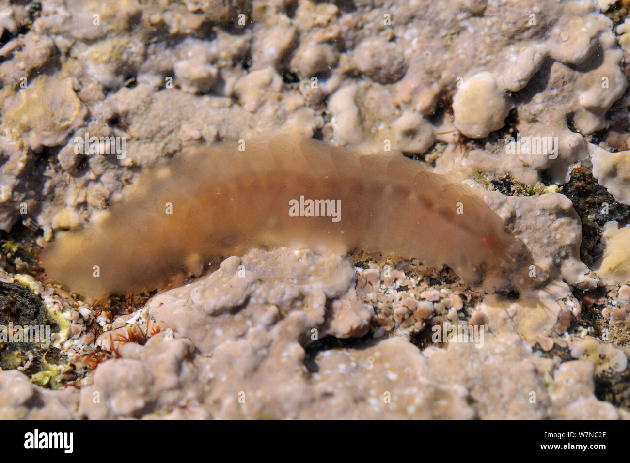 Semi-transparent Scale worm (Alentia gelatinosa) on the move over encrusting red algae (Lithothamnion sp.) in rockpool, near Falmouth, Cornwall, UK, August. Stock Photo