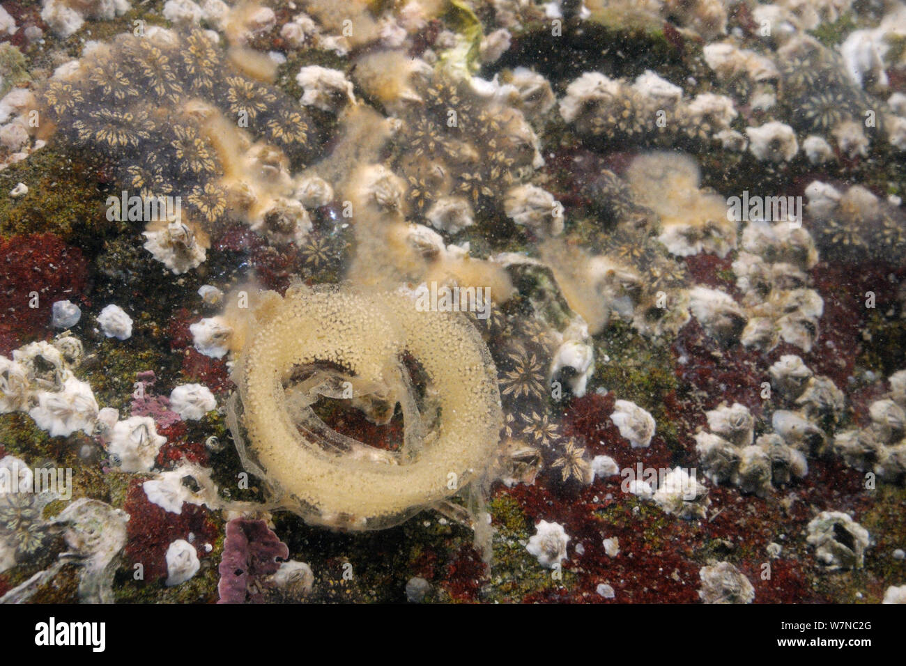 Spiral egg ribbon of a sea slug (probably Haminoea navicula) attached to a boulder in a rockpool alongside Star ascidians (Botryllus schlosseri), Bryozoans, Barnacles and Red algae low on the shore, Helford River, Cornwall, UK, August. Stock Photo