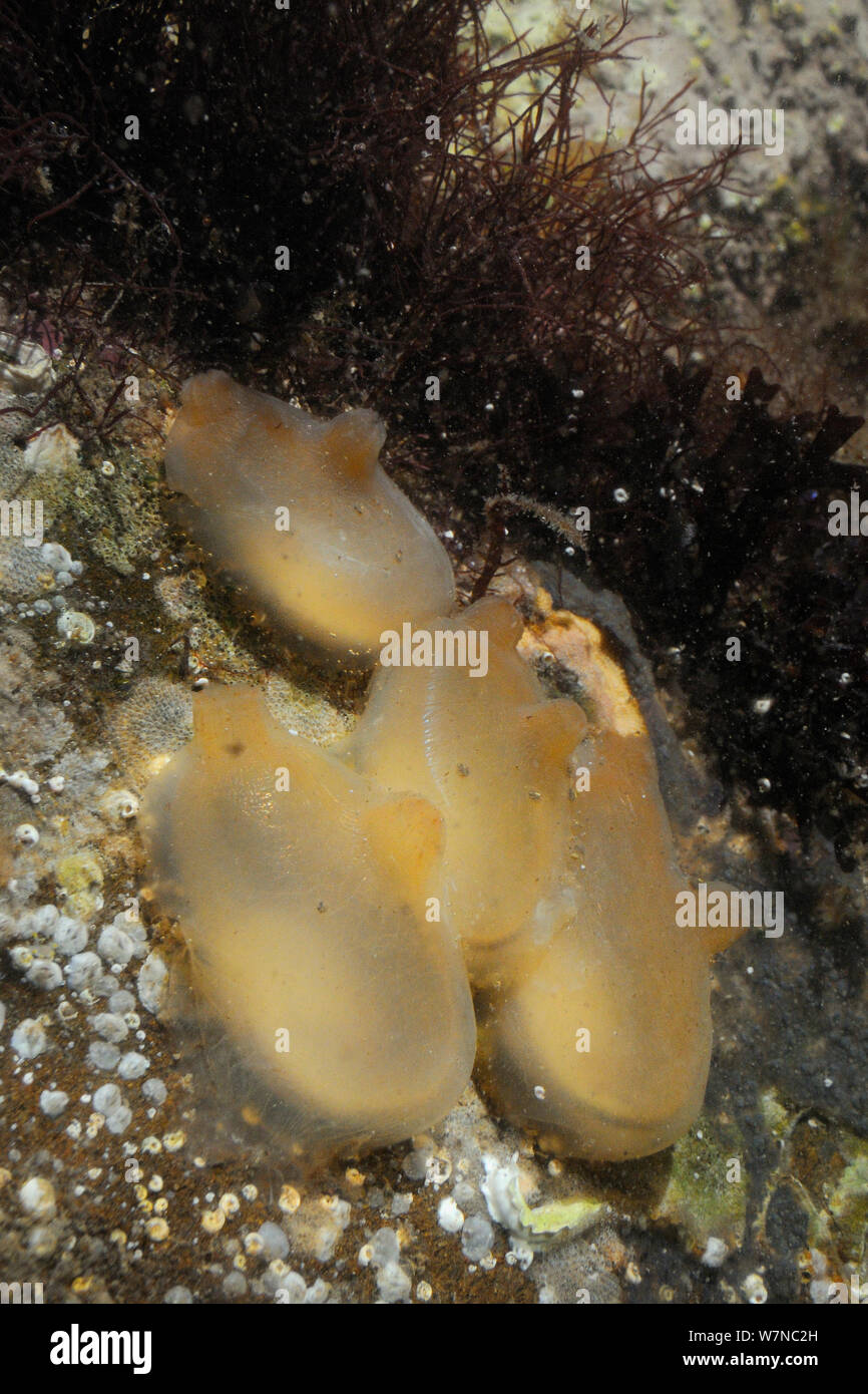 Four Sea squirts (Ascidiella scabra) attached to boulder in a rockpool alongside serpulid worm tubes, Star ascidians, Bryozoans, Barnacles and Red algae low on the shore, Helford River, Cornwall, UK, August. Stock Photo