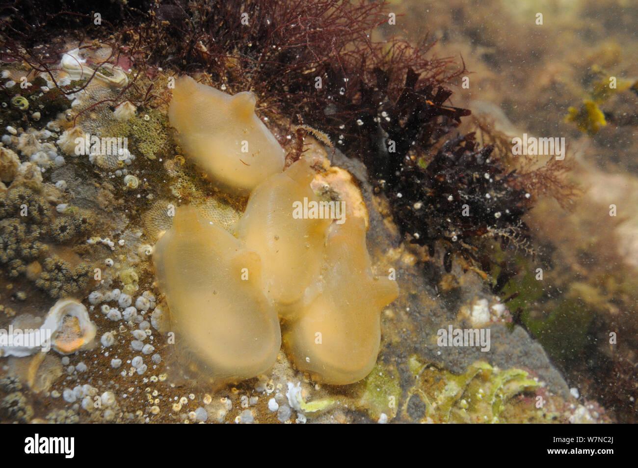 Four Sea squirts (Ascidiella scabra) attached to boulder in a rockpool alongside serpulid worm tubes, Bryozoans, Barnacles and Red algae low on the shore, Helford River, Cornwall, UK, August. Stock Photo