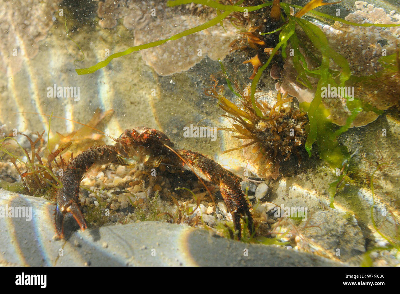 Head on view of Squat lobster (Galathea squamifera) in a rockpool low on the shore among mix of red, green and brown algae, near Falmouth, Cornwall, UK, August. Stock Photo